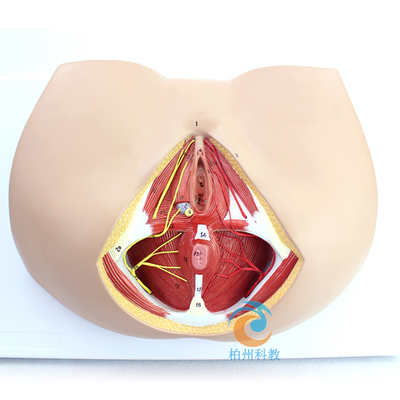 女性会阴解剖模型,妇科生殖泌尿肛肠科模型_上海柏州科教设备